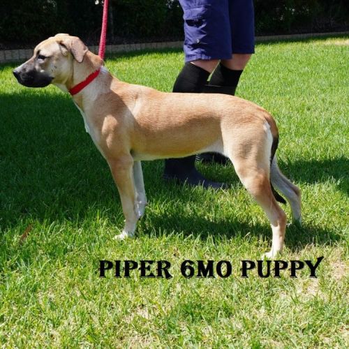 Piper