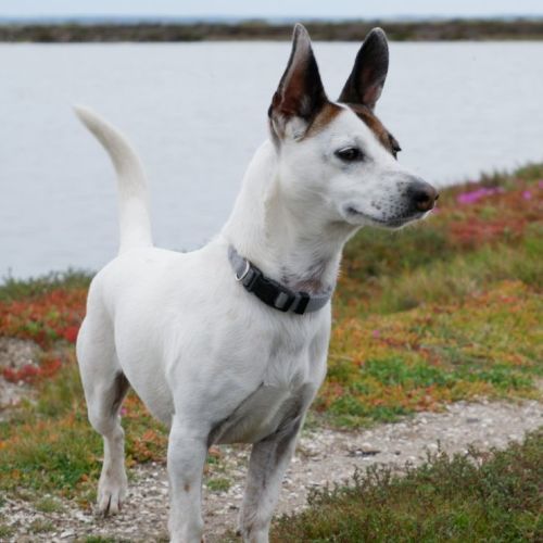 Dobie