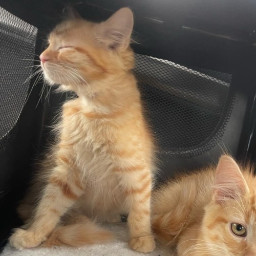 Pumpkin **2nd Chance Cat Rescue**