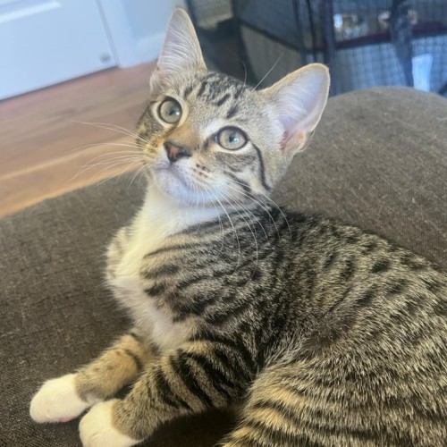 Louie**2nd Chance Cat Rescue**