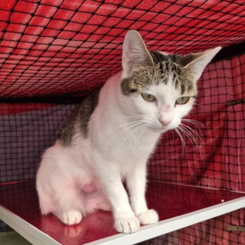 Rasha **2nd Chance Cat Rescue**