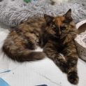 Photo of Sherry