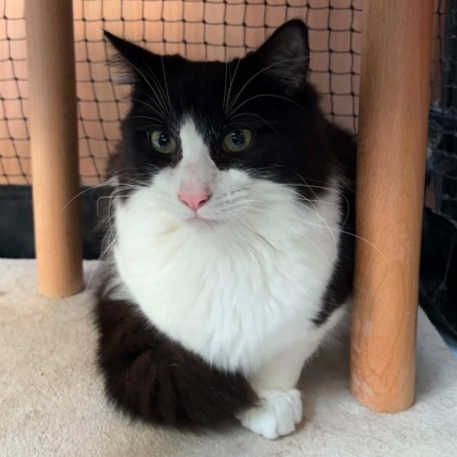 Honey Pie ** 2nd Chance Cat Rescue **