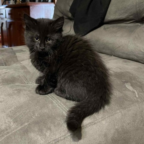 Chai ** 2nd Chance Cat Rescue**