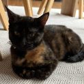 Photo of Mocha