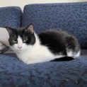 Photo of Clessie **2nd Chance Cat Rescue**