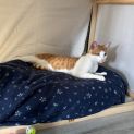 Photo of Zen **2nd Chance Cat Rescue**