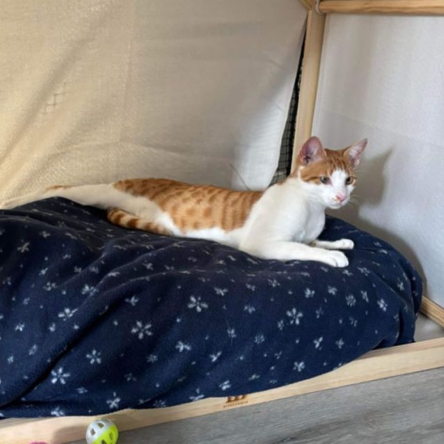Photo of Zen **2nd Chance Cat Rescue**