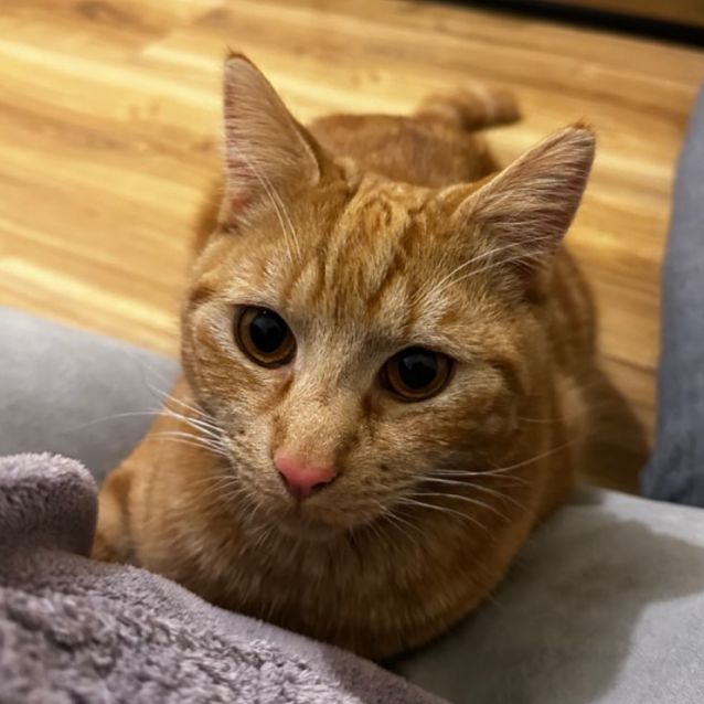 Photo of Marmalade 