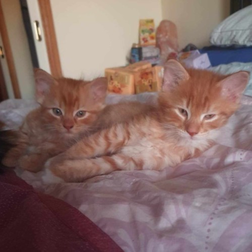 Joey ** 2nd Chance Cat Rescue**