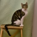 Photo of Hackett ** 2nd Chance Cat Rescue**