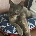 Photo of Blue