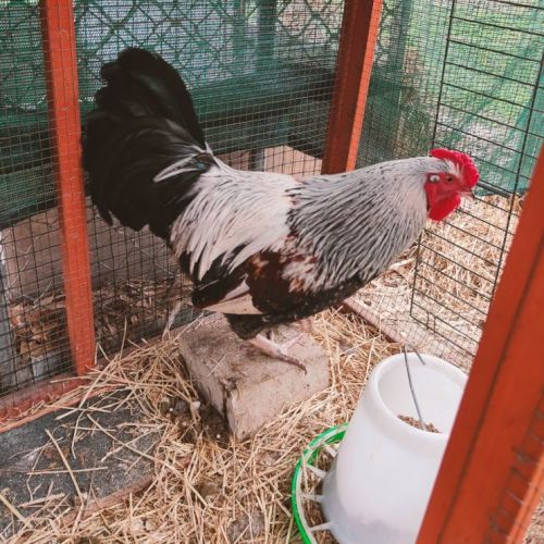 🐔 Cedrick the Rooster 🐔STK131