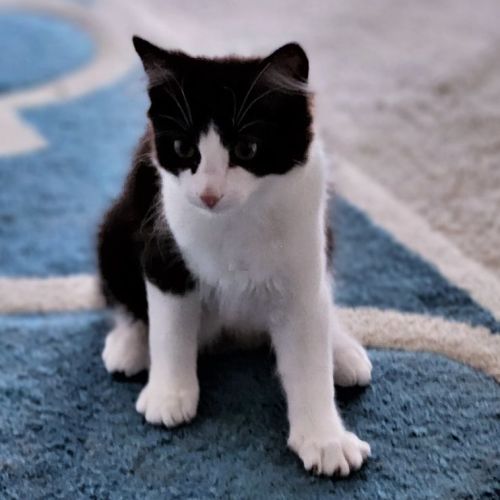 Rascal ^^Dandy Cat Rescue^^