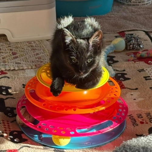 Miruku**2nd Chance Cat Rescue**