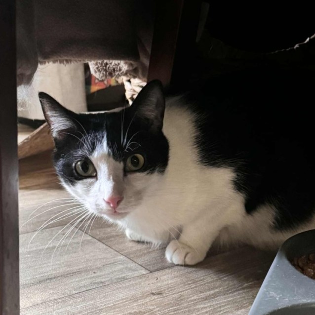 Photo of Springvale **2nd Chance Cat Rescue**