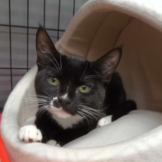 Photo of Coco ( Kitten ) **2nd Chance Cat Rescue**