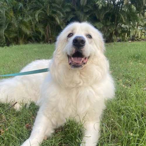 Eddie *$150 Adoption Fee*