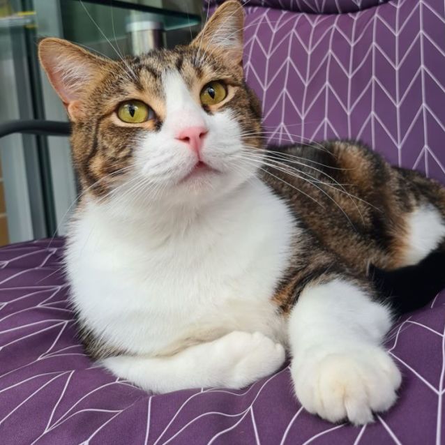 Photo of Cosmo 