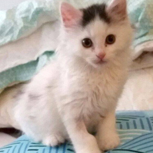 Lancelot the purry playful kitten