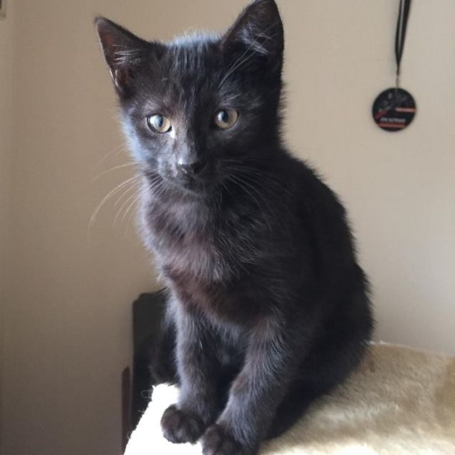 Photo of Spunky Spike