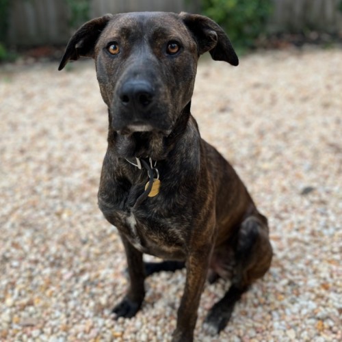 No photo for Bark Obama