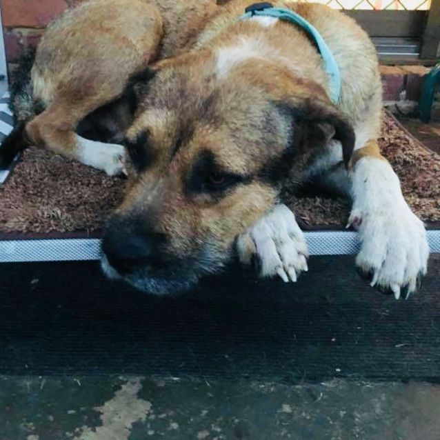 Photo of Teddy