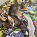 Photo of Lady Sif **2nd Chance Cat Rescue**