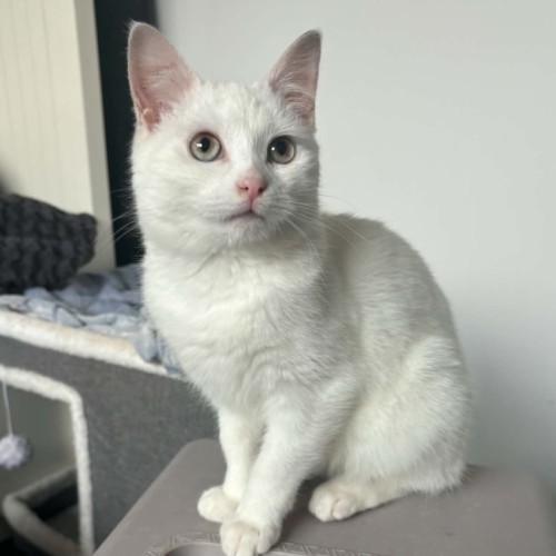 Sol *9 Lives Project Rescue*