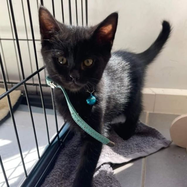 Photo of Shadow