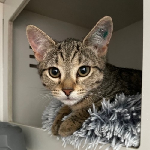 Curie *Meet me at Petstock Kingsford*