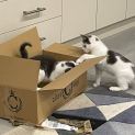 Photo of Curry ** 2nd Chance Cat Rescue**
