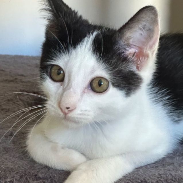 Photo of Pablo ❤️🐾