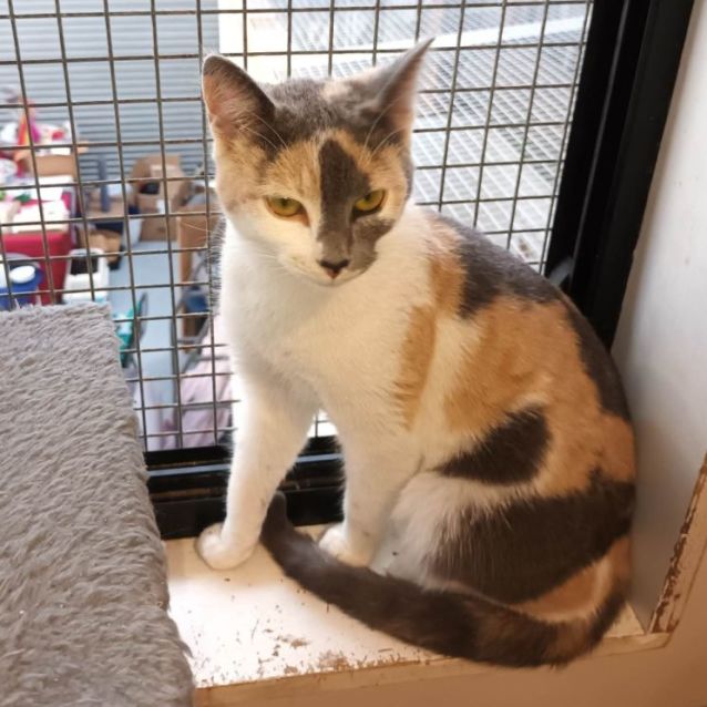 Photo of Cailler ** 2nd Chance Cat Rescue**