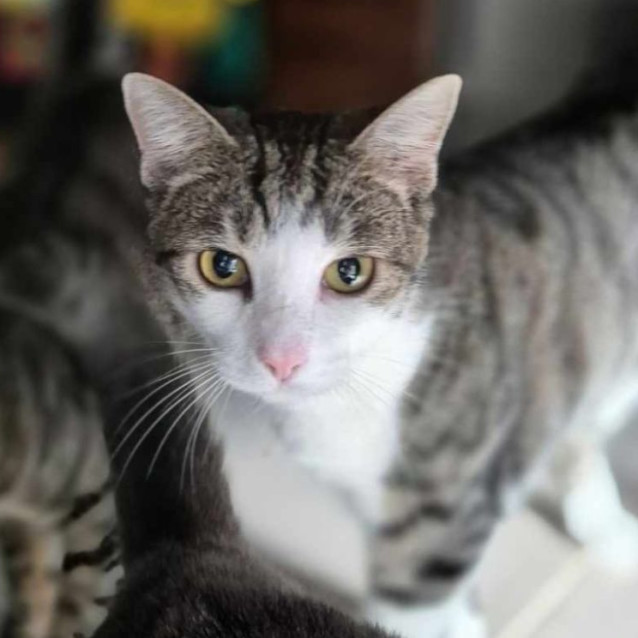 Photo of Penny **2nd Chance Cat Rescue** 