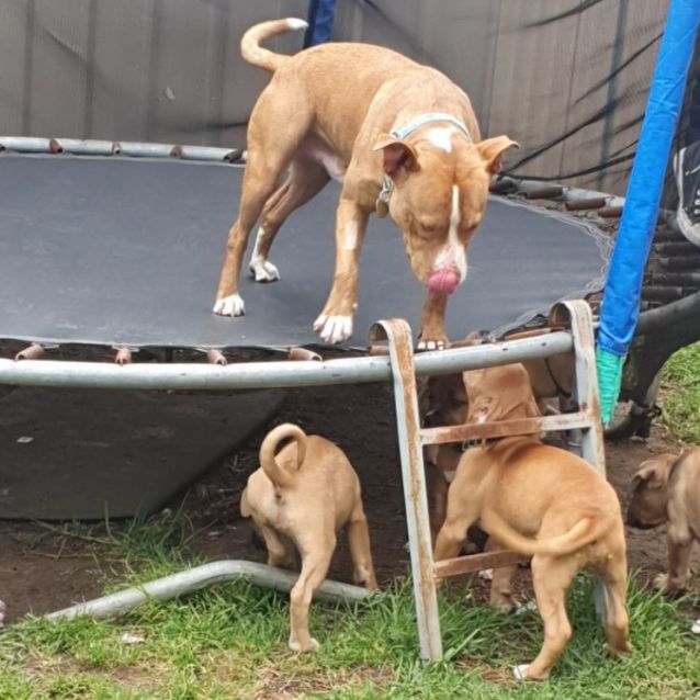 Squish Medium Male Staffy Mix Dog in VIC PetRescue