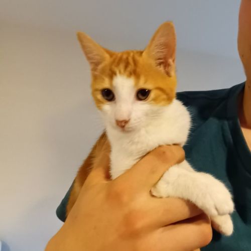 Mango**2nd Chance Cat Rescue**