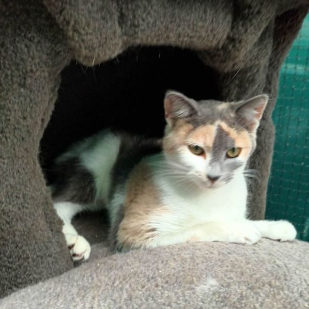 Photo of Cailler ** 2nd Chance Cat Rescue**