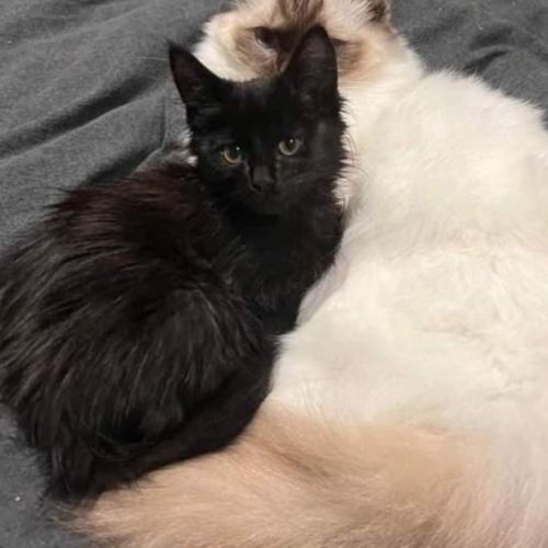 Soda**2nd Chance Cat Rescue**