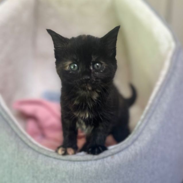 Photo of 💕 Lentil 💕