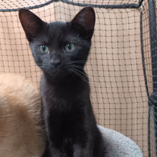 Photo of Gumby **2nd Chance Cat Rescue**
