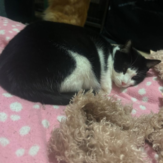 Photo of Penny