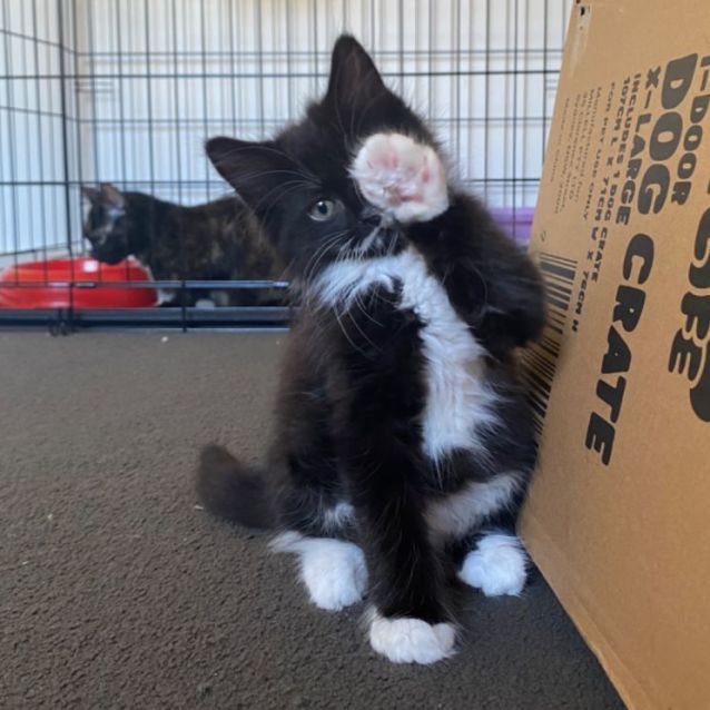 Photo of Cookie **2nd Chance Cat Rescue**
