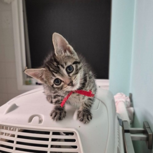 Matterhorn **2nd Chance Cat Rescue**