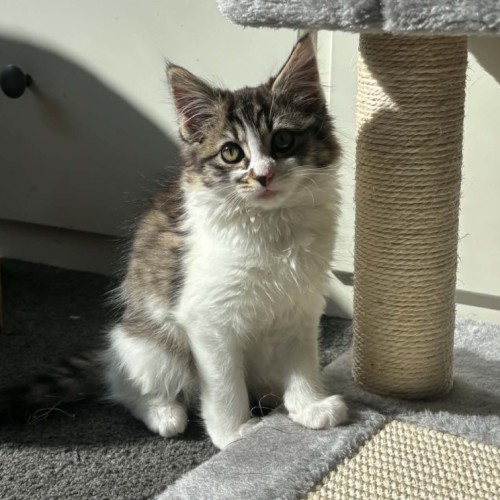 Katie *9 Lives Project Rescue*