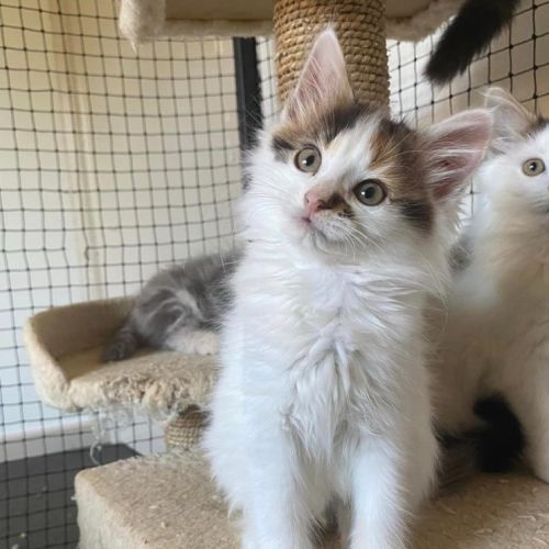 Wattle **2nd Chance Cat Rescue**