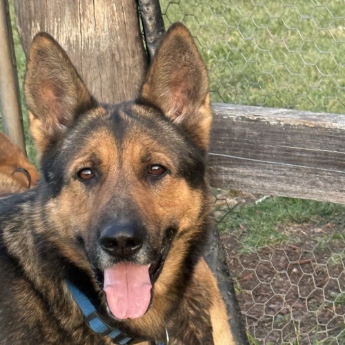 Sarge