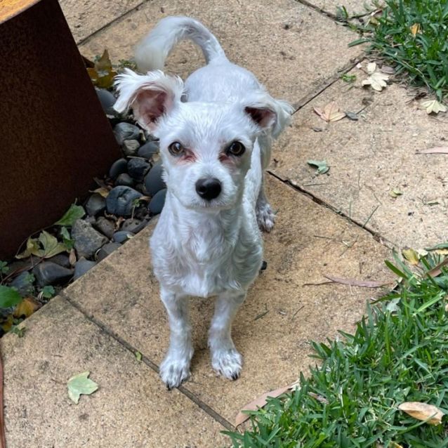 Banksey Small Male Mixed Breed Dog in NSW PetRescue
