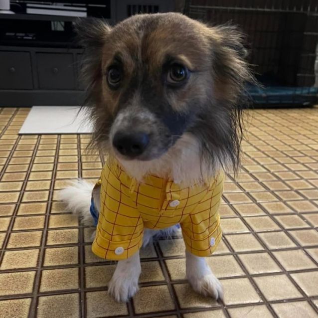 Ace Small Male Papillion x Jack Russell Terrier Mix Dog in QLD