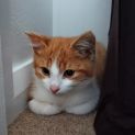 Photo of Pumpkin